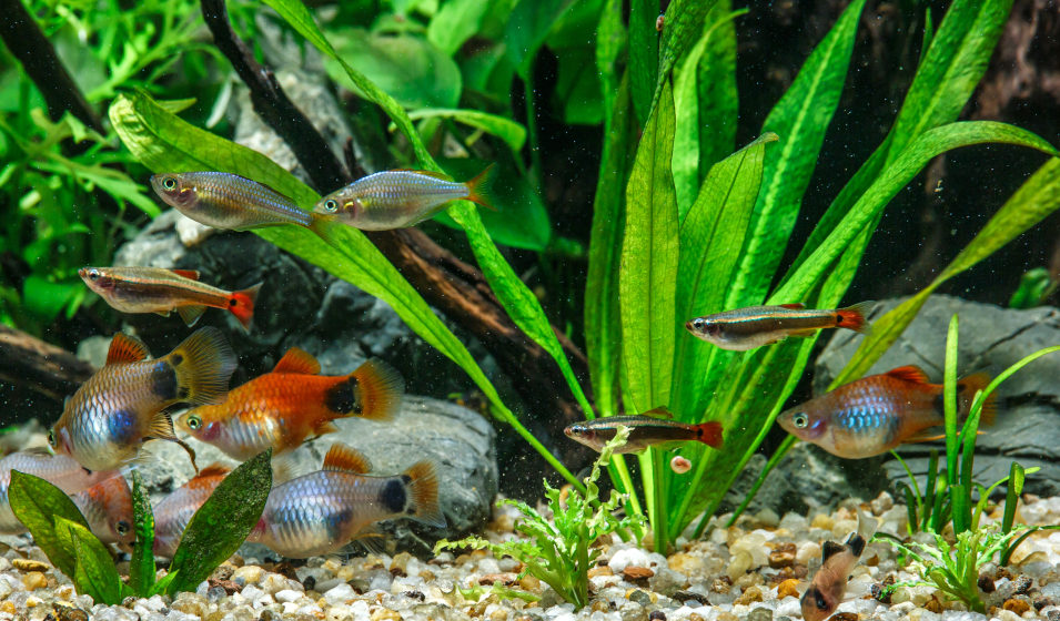 Comment oxygéner un aquarium sans pompe ? Jardiland — free download