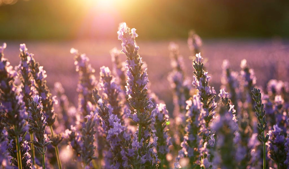 Plantes vivaces : la lavande
