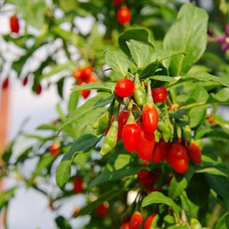 Baie de Goji : 11 bienfaits et 2 dangers de cette plante du bonheur