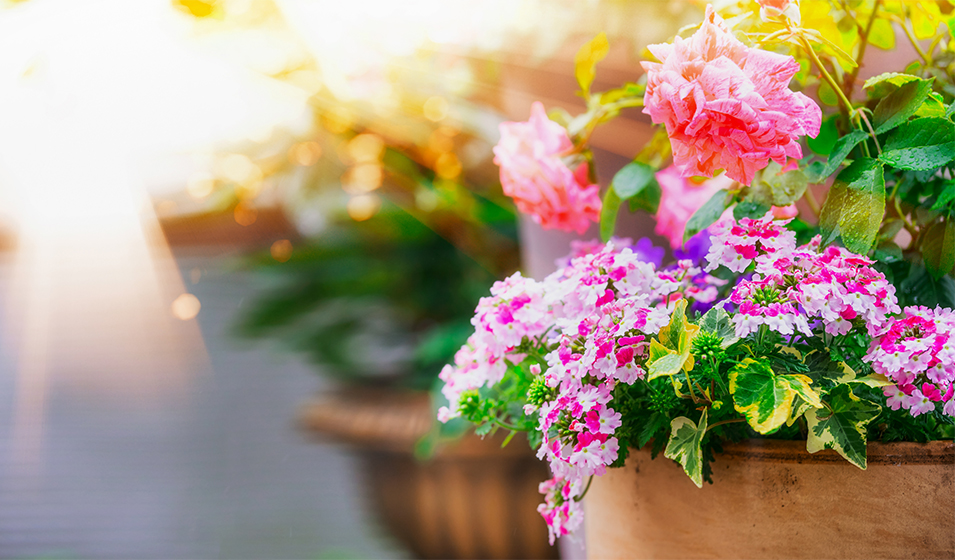 Composition de fleurs multicolore pot en céramique : Les prêts à poser  AUTRES PRODUCTEURS balcon terrasse - botanic®