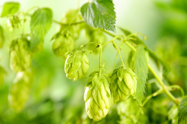 Plantes grimpantes pour l'extérieur : le houblon (Humulus lupulus)