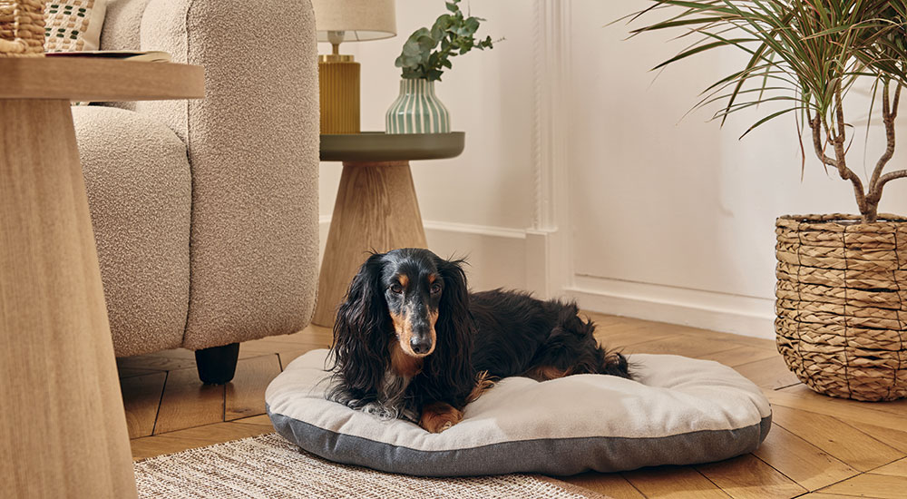Pure family chien coussin resp gris L