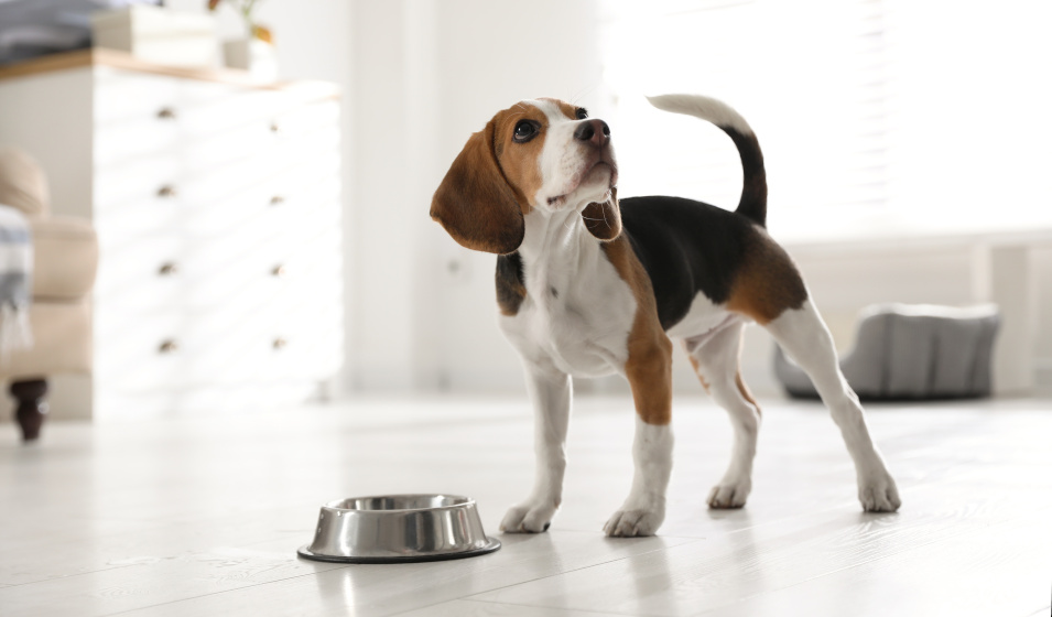 Un chiot beagle prêt à manger dans sa gamelle