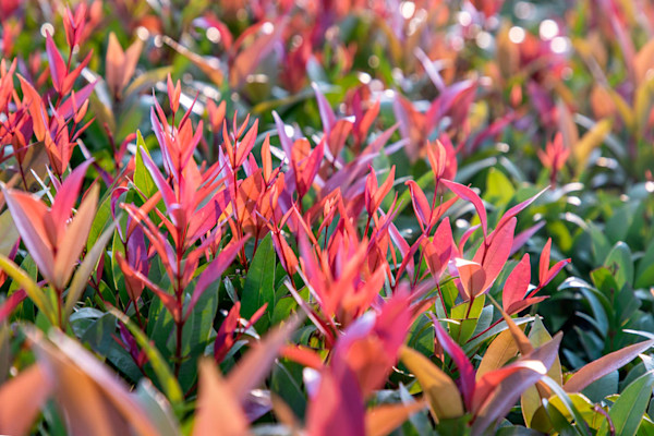Jeunes pousses rougeoyantes d'un photinia