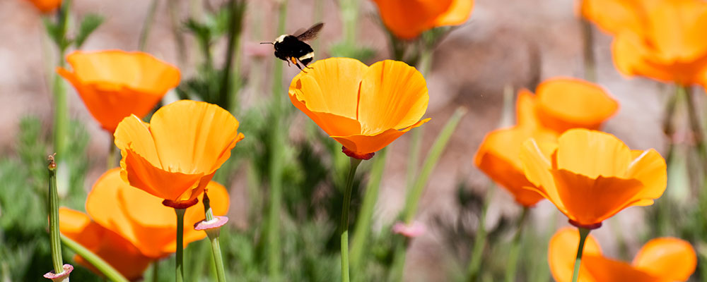 Faites plaisir aux pollinisateurs avec des pavots de Californie