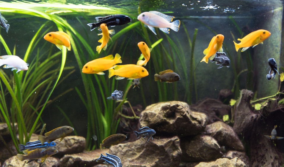 Les poissons d'aquarium ont besoin d'une eau bien oxygénée 
