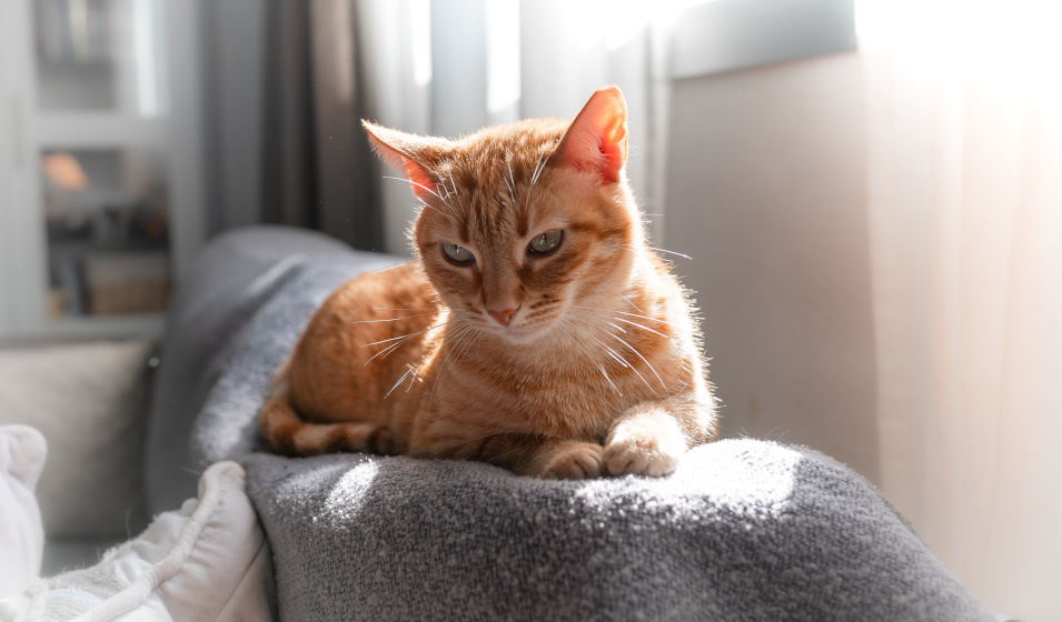 Une couverture améliore le confort du chat dans la maison