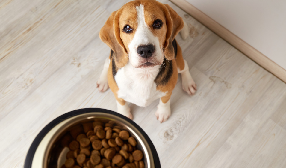 Une alimentation adaptée évite beaucoup de vomissements chez le chien 