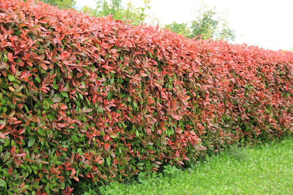 Le photinia