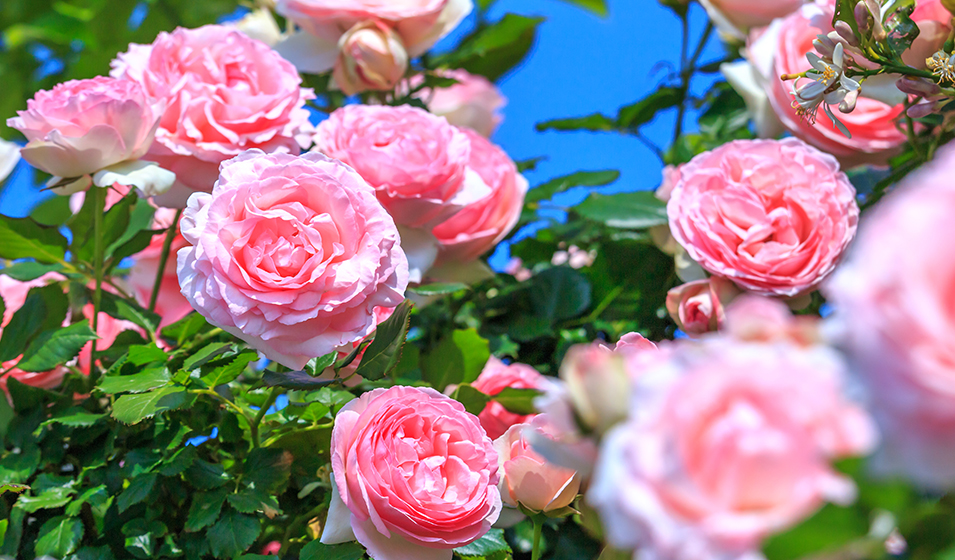 8 rosiers parfumés pour embaumer votre extérieur - Jardiland