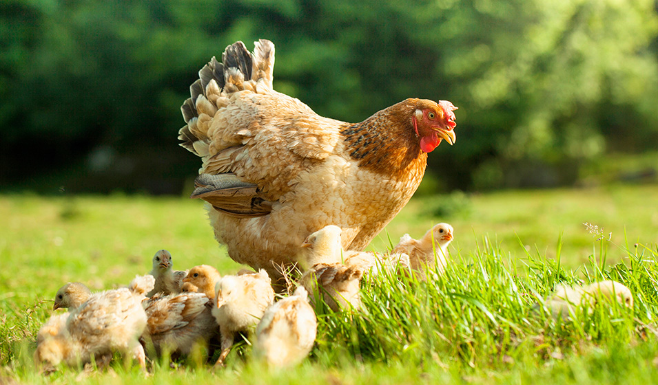 Coryza aviaire: comment détecter et soigner la rhume de la poule