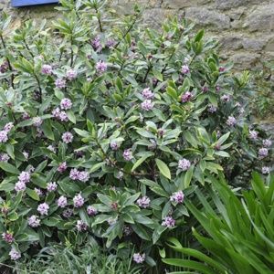 Daphné parfumée 'Aureomarginata'