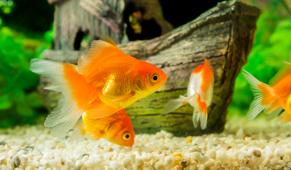Comparatif et avis pour l'entretien de votre aquarium: tests et