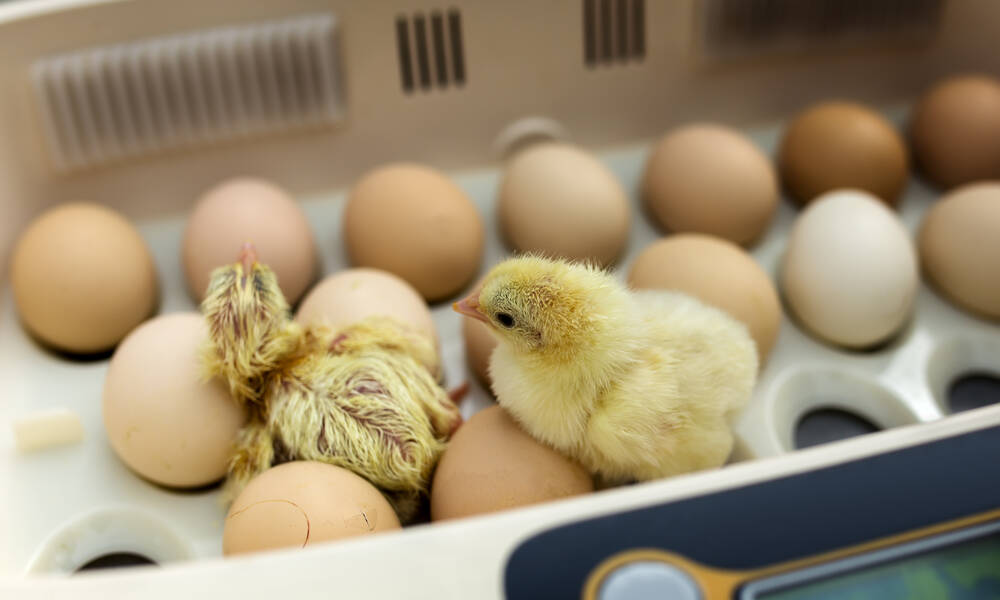 Après l’éclosion, les poussins restent en couveuse jusqu’à ce qu’ils soient bien secs