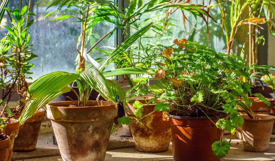 Comment entretenir les plantes d'intérieur pendant les vacances ? -  Jardiland