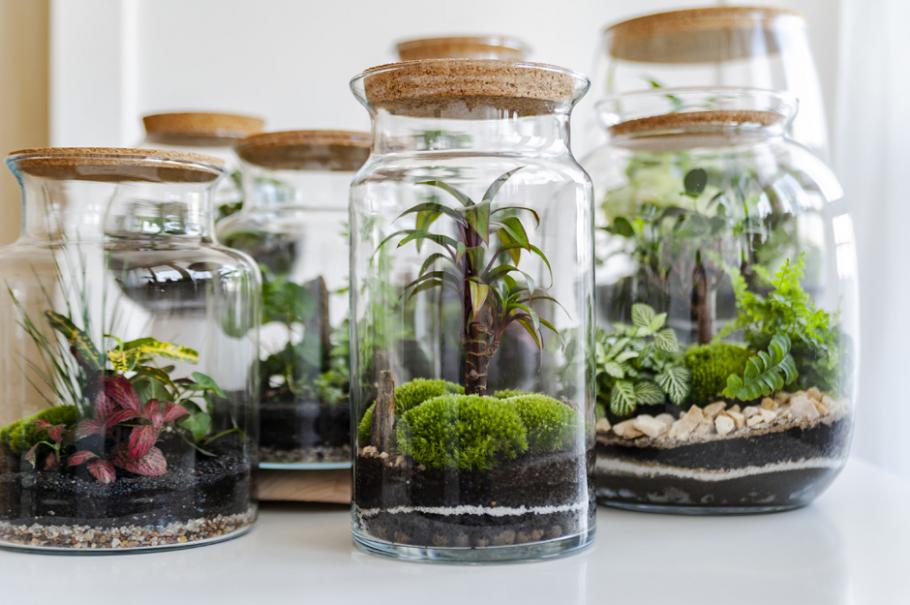 Comment créer et entretenir un terrarium ? : Femme Actuelle Le MAG