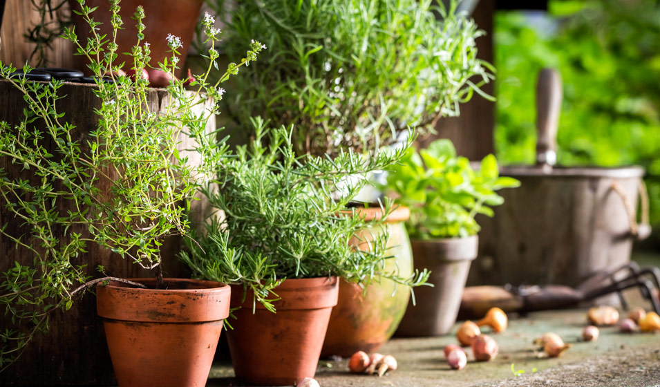 Faites pousser vos propres herbes aromatiques grâce à ce jardin potager  d'intérieur à 27,90 €
