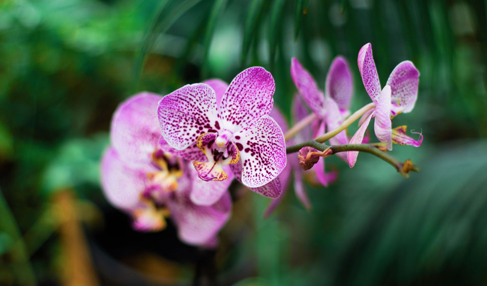7 raisons de rempoter les orchidées dans la pomice