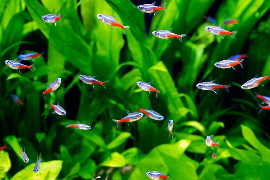 Quels poissons choisir pour un aquarium d