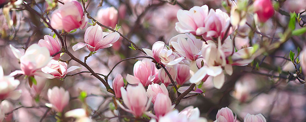 Magnolia