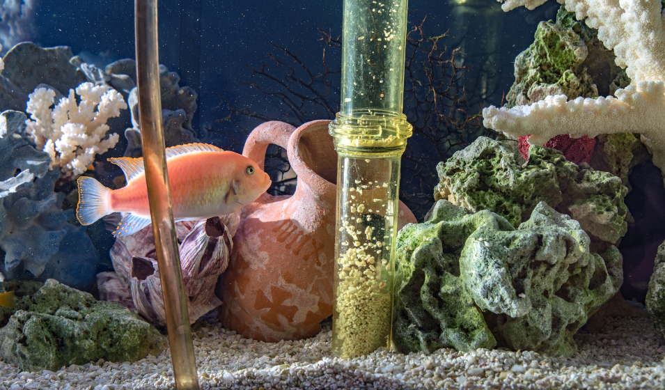 Filtre aquarium : choisir les meilleures masses filtrantes - Guide