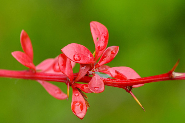 Épine-vinette de Thunberg (Berberis thunbergii)