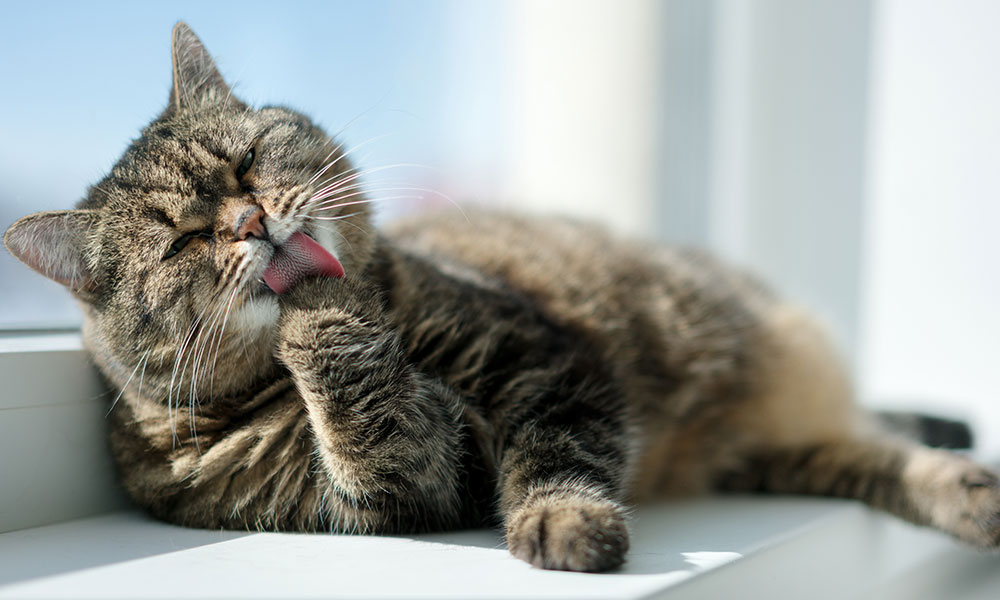Un animal déjà sociabilisé et propre