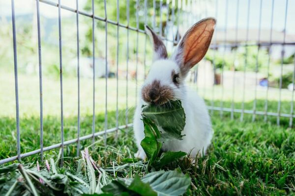 Comment garder les lapins hors de votre jardin