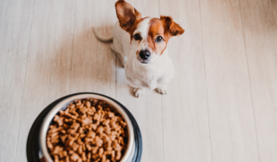 La relation du chien à la gamelle