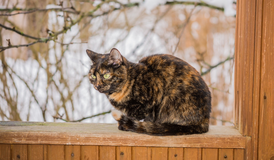 L'alimentation adaptée aux caractéristiques du chat