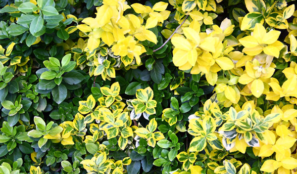 Fusain du Japon : plantation, entretien et taille - Jardiland