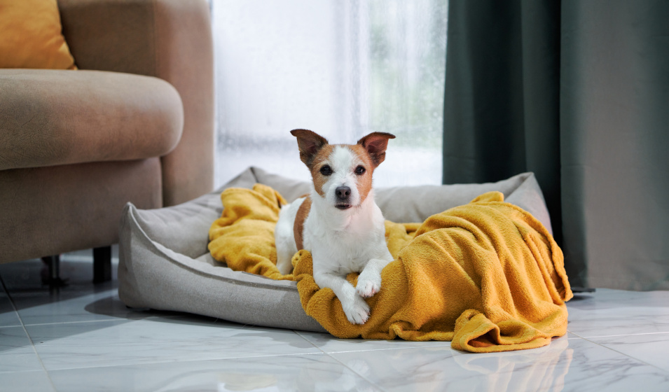 Un chien jack russell terrier couché dans son panier avec une couverture