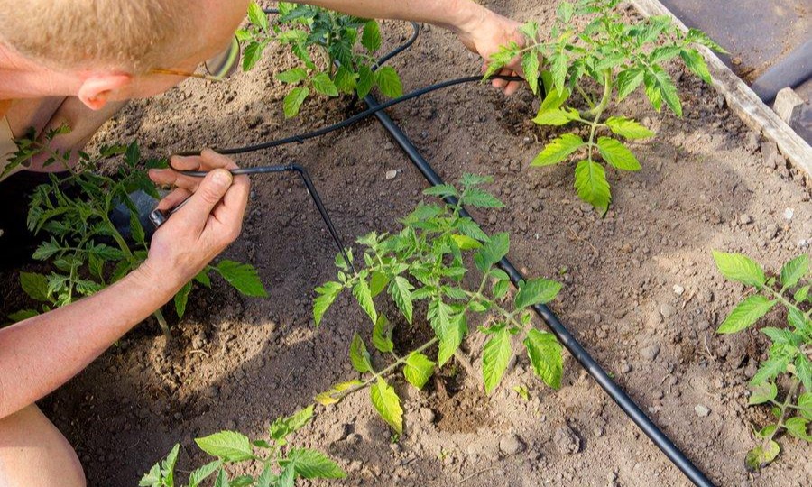 L'installation du réseau de goutte-à-goutte