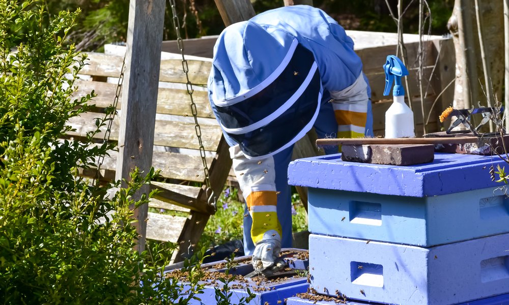 Nettoyage du plateau de fond d'une ruche habitée