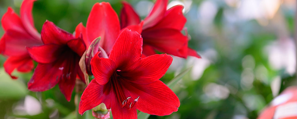 Le bulbe est la partie la plus toxique de l'Amaryllis.