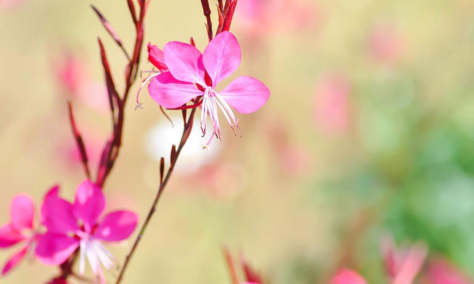 Soleil et Gaura font bon ménage