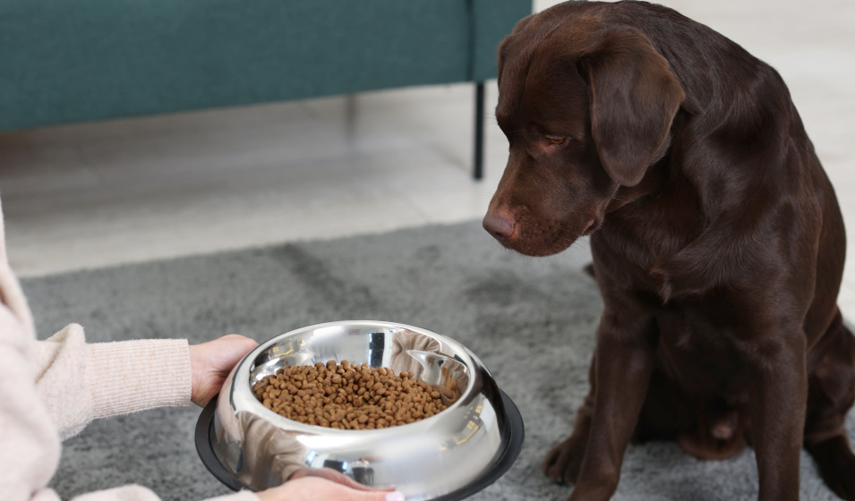 Une gamelle stable et adaptée au chien ne risque pas de se renverser !