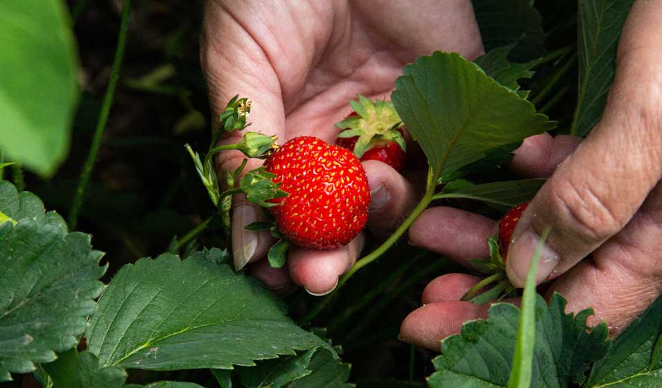 On va aux fraises