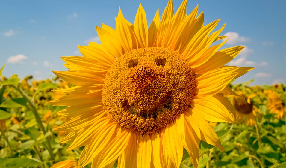 Souriez, c'est l'été
