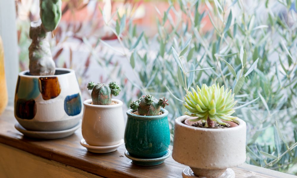 Pour les cactus, la fertilisation est très légère et espacée dans le temps