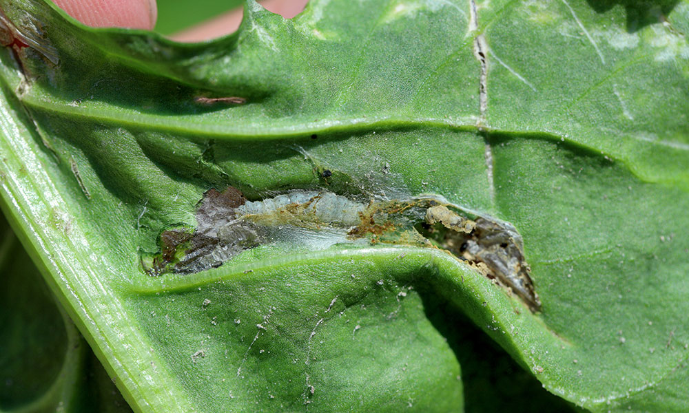 La chenille du Cacoecimorpha pronubana