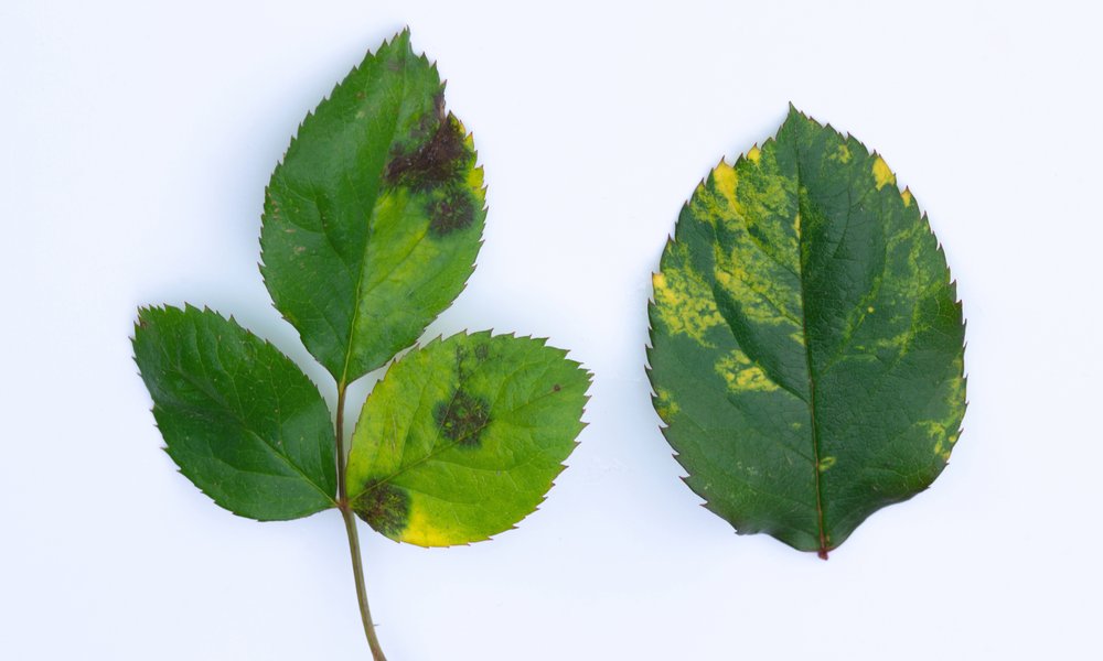 Les taches disymétriques en mosaïque à droite, à gauche la maladie des taches noires  