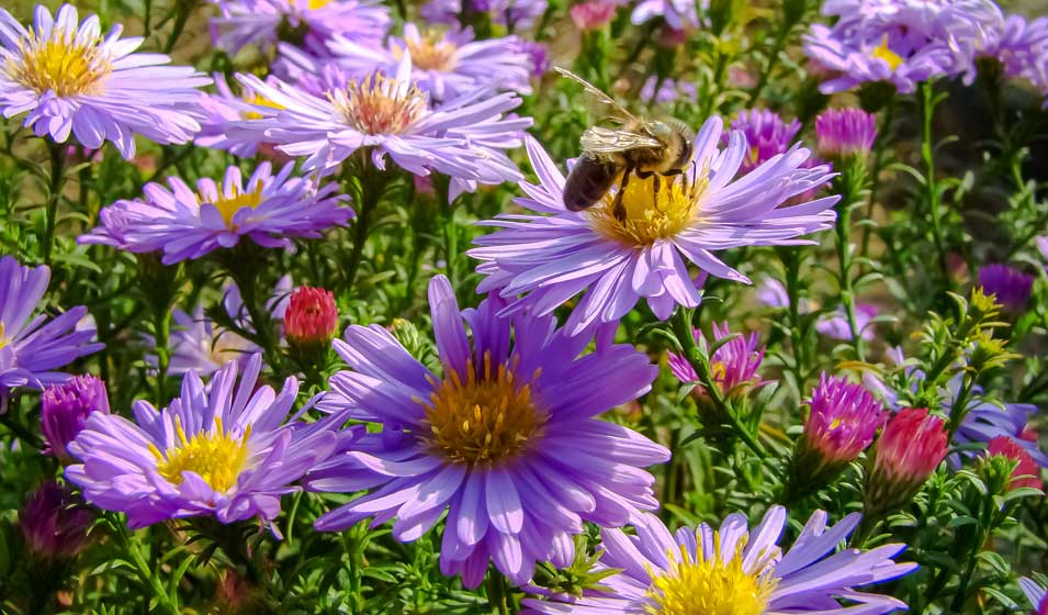 9 plantes vivaces à planter cet automne ! - Jardiland