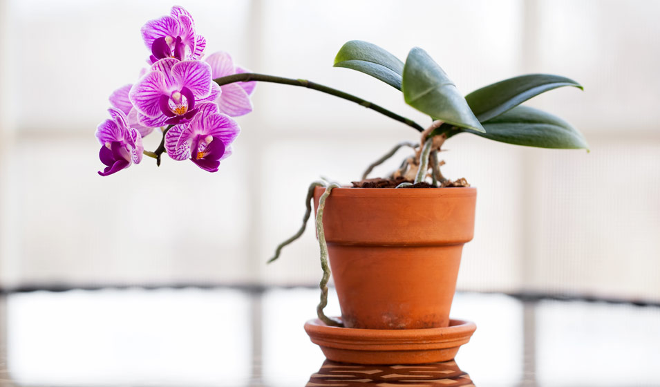 Comment pour prendre soin de ses plantes d'intérieur en hiver ?