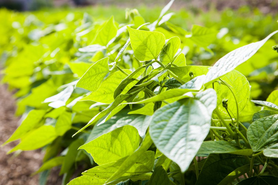 Quels légumes planter l'été au potager ? - Gamm vert