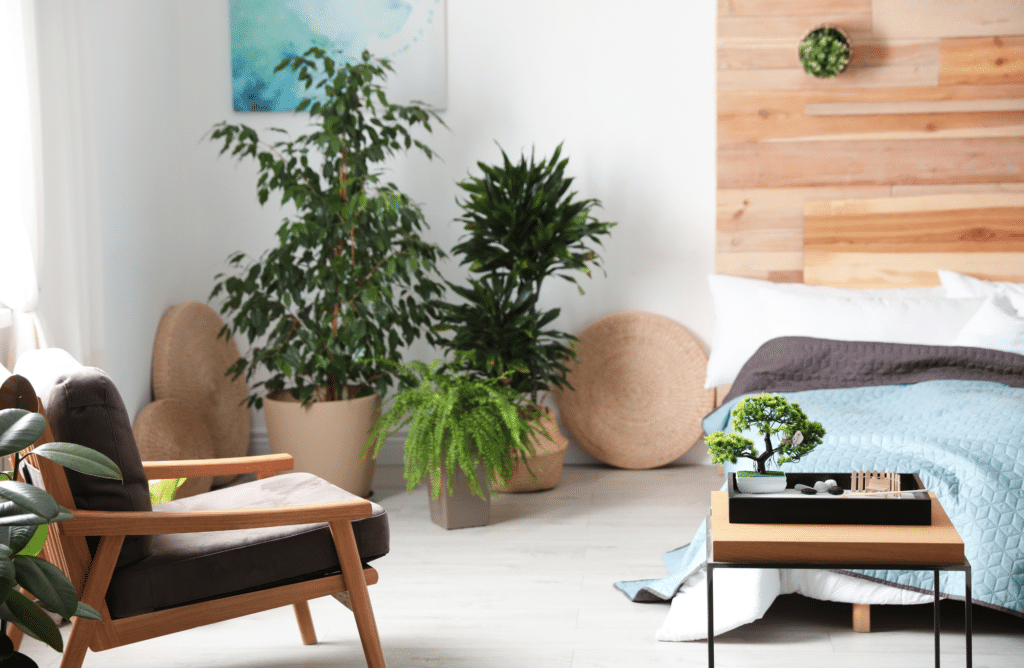 Top 5 des plantes pour une chambre Feng Shui - Jardiland