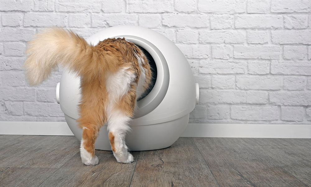 Quelle est la meilleure litière automatique pour votre chat ?