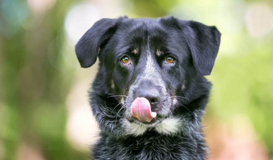 distributeur croquettes chien 7