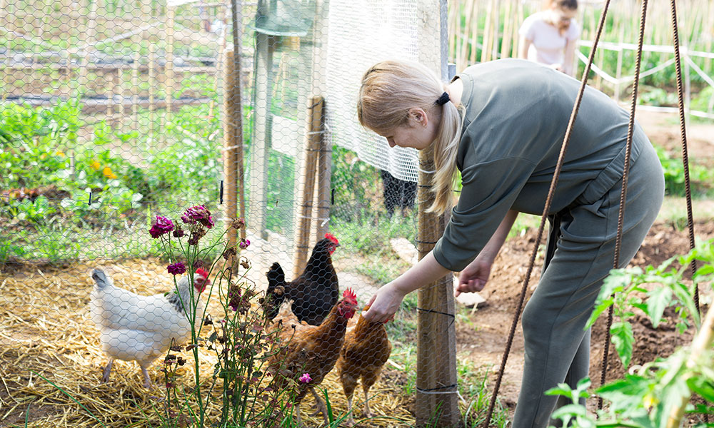 Les poules sont des animaux très sociables