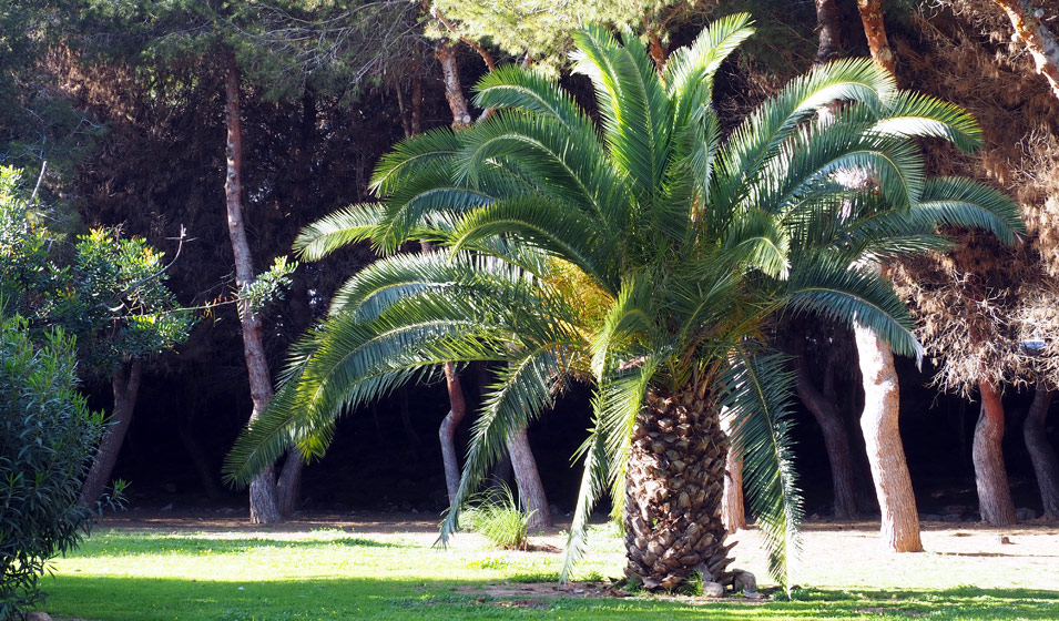 Palmier des Canaries